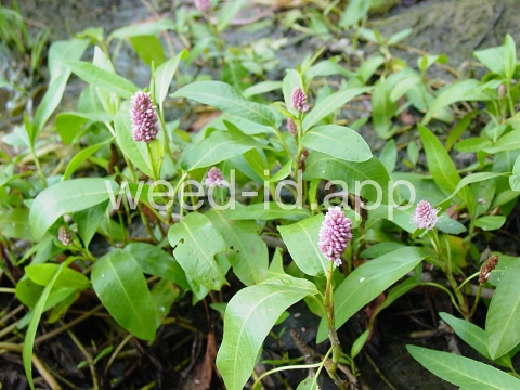 smartweed, water